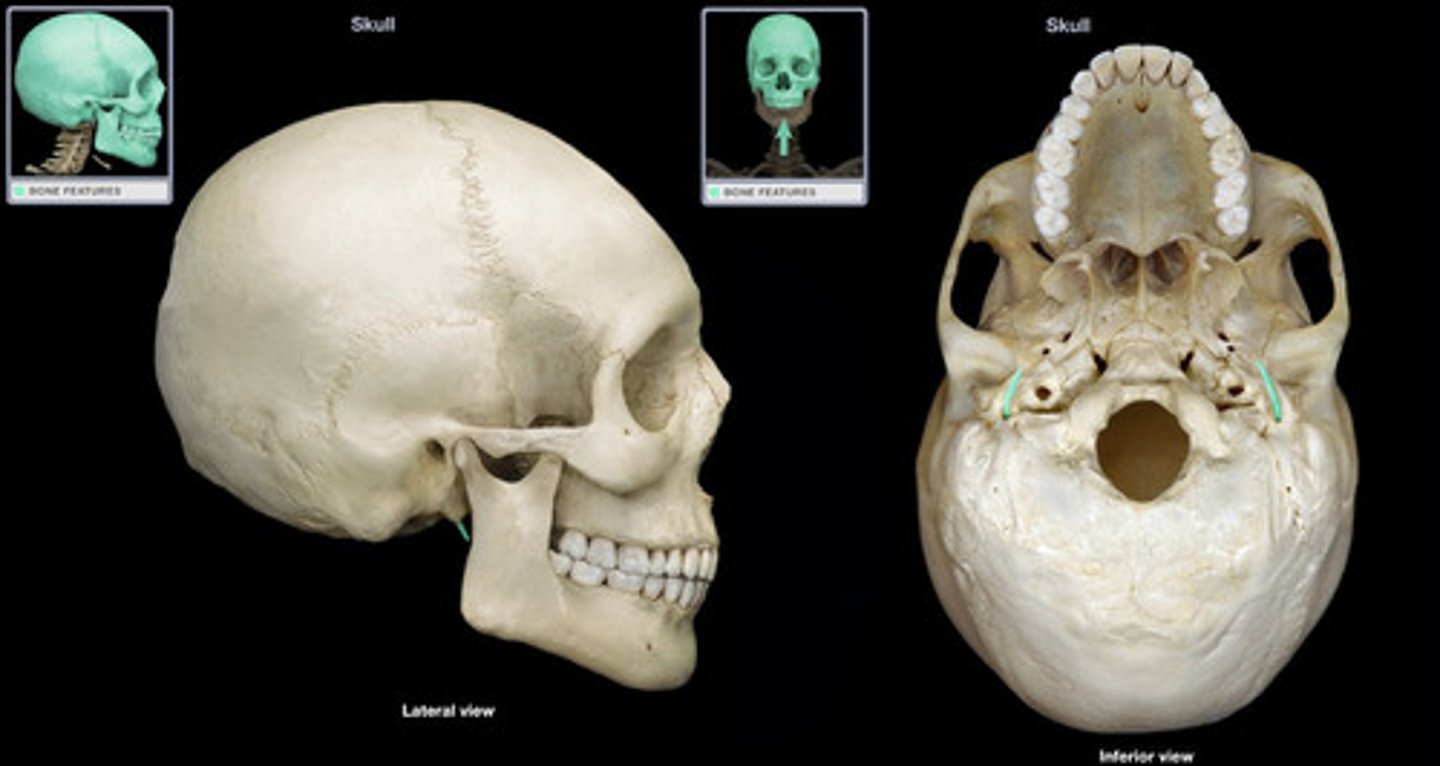 <p>long sharp process of the temporal bone extending inferiorly</p>