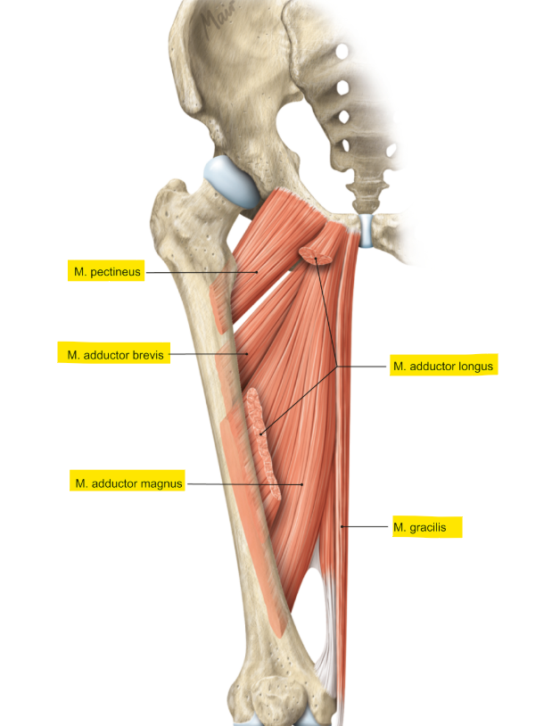 <ul><li><p>m. pectineus</p></li><li><p>m. adductor longus</p></li><li><p>m. gracilis</p></li><li><p>m. adductor brevis</p></li><li><p>m. adductor magnus</p></li></ul><p>Pietje Ligt Graag Boven Marietje</p><p></p>