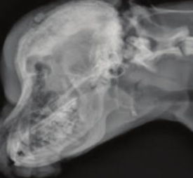 <p>Increased deposition of new bone along the calvarium in puppies</p>