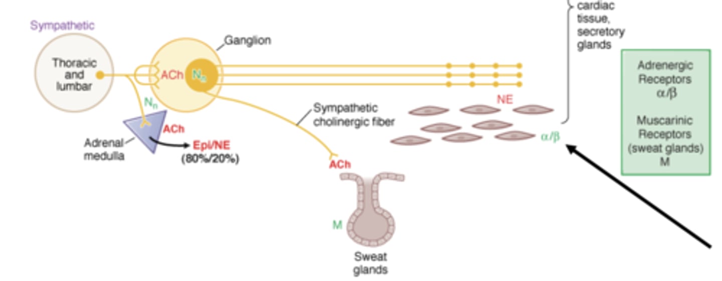 <p>NE activares adrenergic receptors on smooth muscle via sympathetic system </p>
