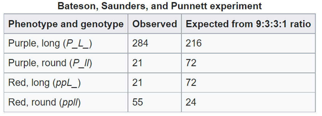 <p>Bateson &amp; Saunders &amp; Punnett - 1905</p><p>Studied sweet peas:</p><ul><li><p>flower colour = P purple, p red</p></li><li><p>Shape of pollen grains = L long, l round</p></li></ul><p>Procedure:</p><ul><li><p>crossed all our lines PPLL &amp; ppll</p></li><li><p>F1 gen = all PpLl (purple and long) as expected</p></li><li><p>F2 gen = increased frequency of PL and pl (original) than expected</p></li></ul><p>Conclusion:</p><p>Genes for flower colour and pollen shape must be close on the same chromosome and therefore inherited together</p><ul><li><p>also consistent with Boveri theory of inheritance</p></li></ul><p></p>