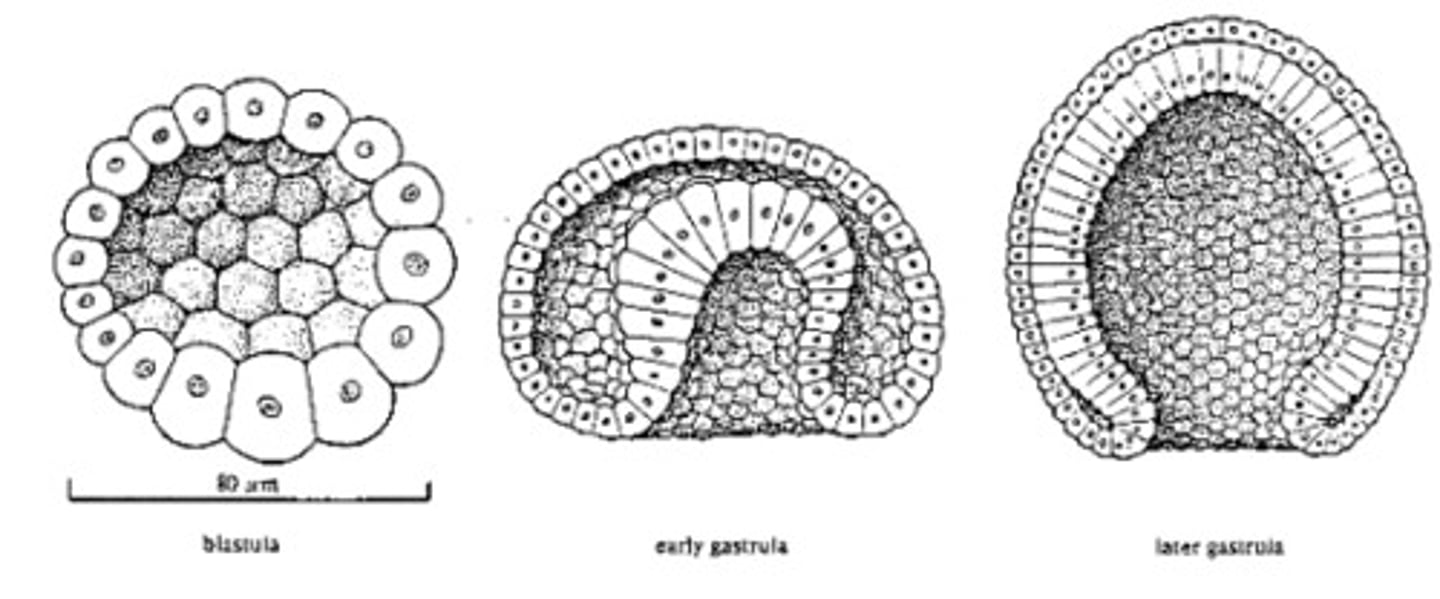 <p>invaginated blastula w/ 2-3 germ layers</p>