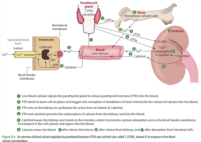 <p>goes to intestines to trigger absorption of calcium across brush border in the SI through calbindin</p>