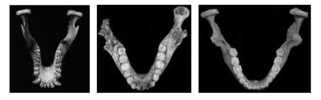 <p>Paranthropus robustus- left/herbivores</p><p>Homo floresiensis- centre (omnivores/uncooked plants and meets)</p><p>Homosapiens- right /omnivores</p>