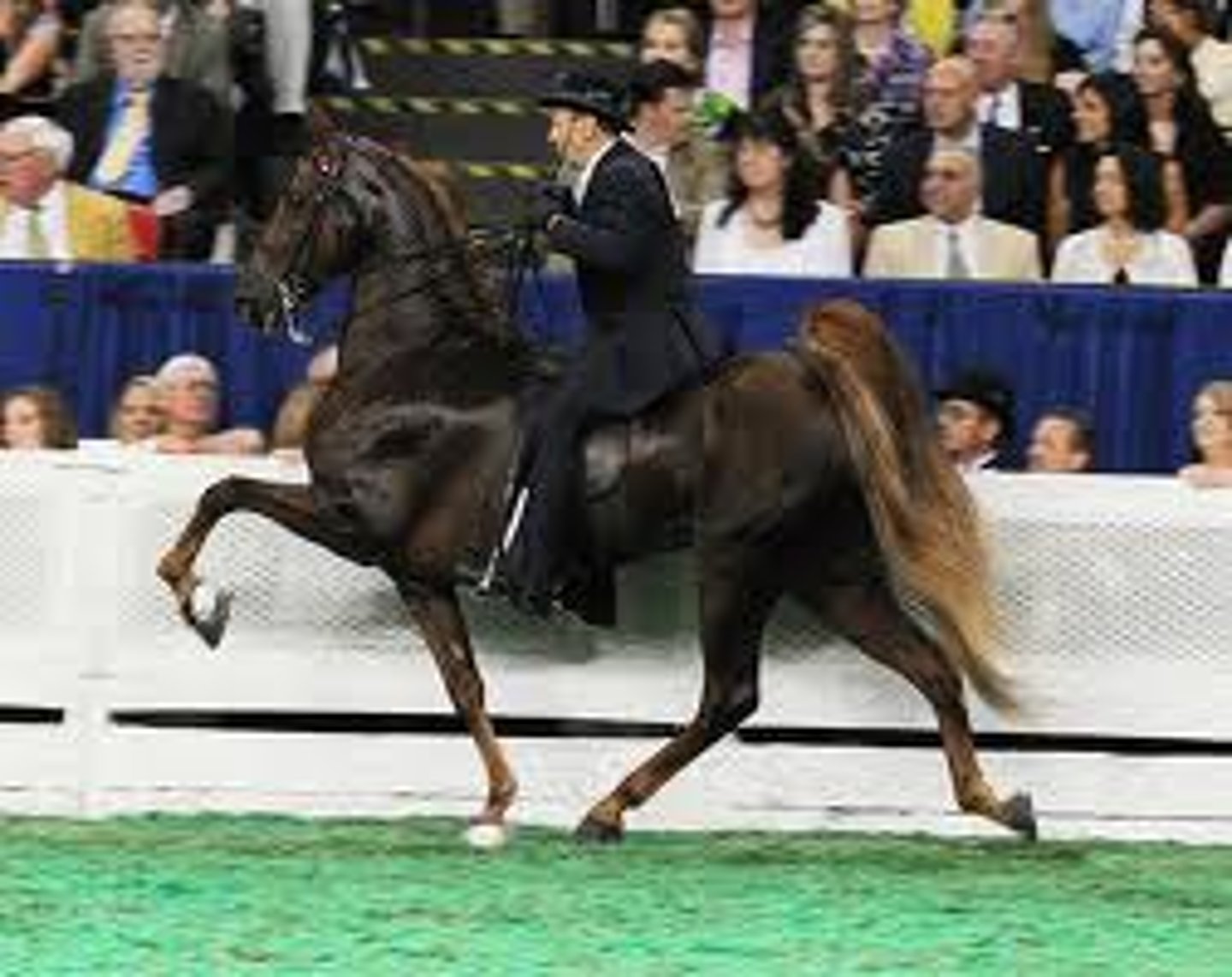 <p>American Saddlebred</p>