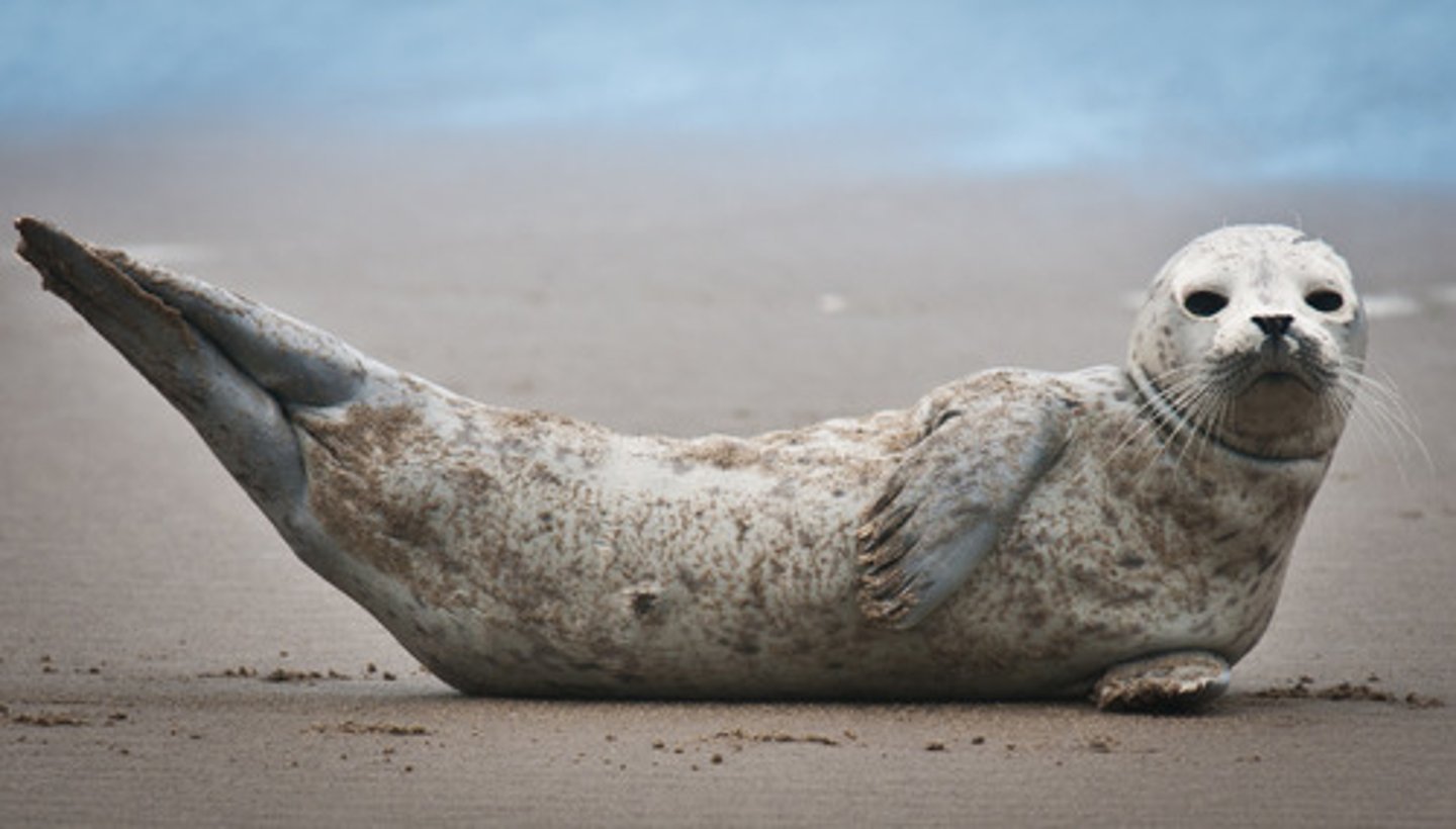 <p>seal</p>