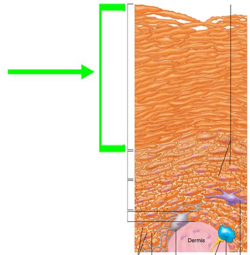 layer of epidermis?