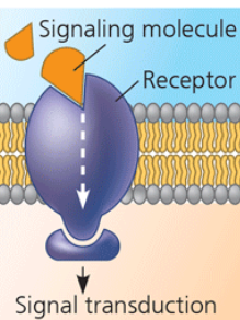 <p>signal transduction </p>