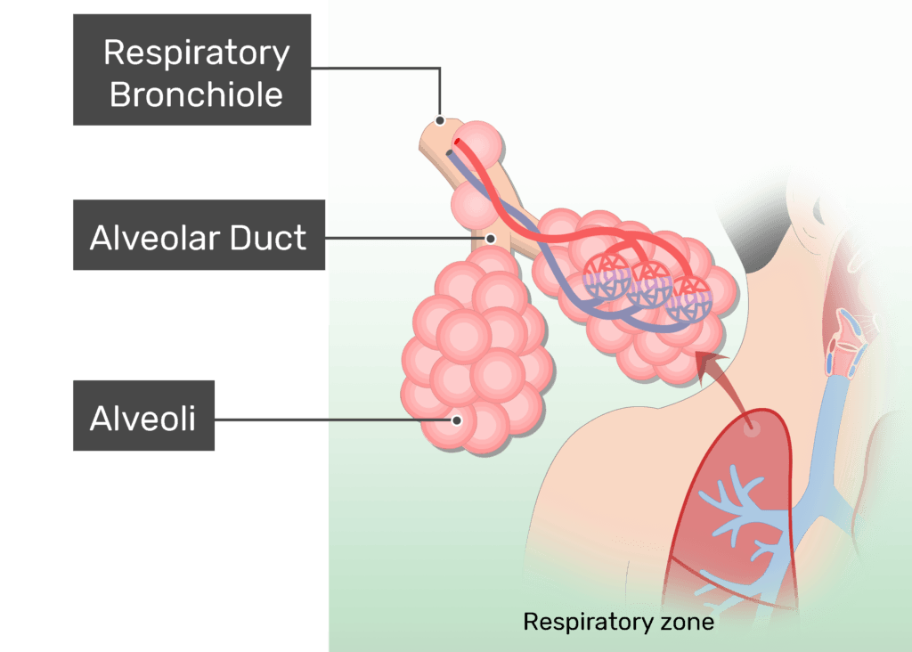 <p>Where alveoli are present. Terminal bronchioles feed into respiratory bronchioles, which lead to alveolar ducts and then alveolar sacs.</p>
