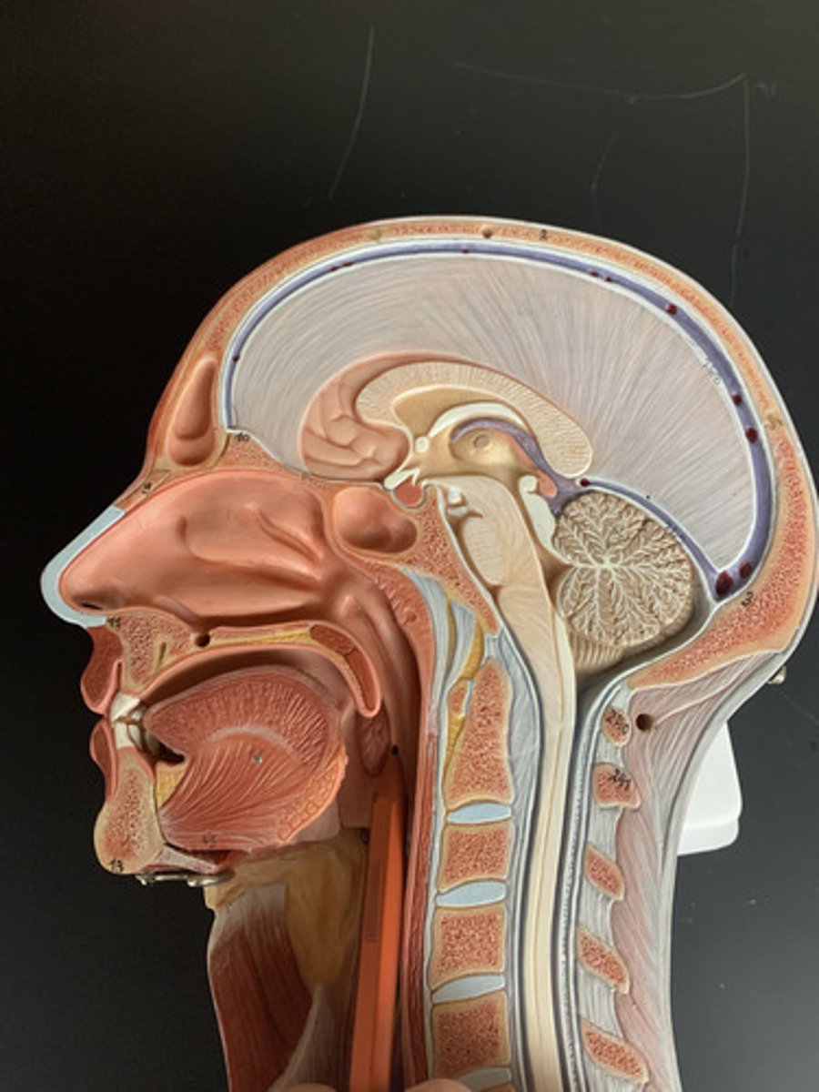 <p>formed by palatopharyngeus muscle covered with mucosa</p>