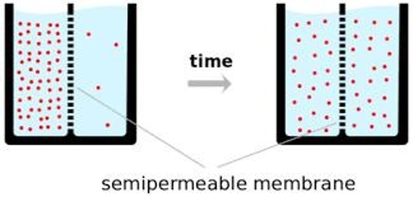 <p>Movement of particles from an area of high concentration to low concentration</p>