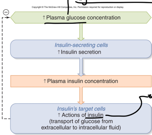 <ol><li><p>increase in plasma glucose concentration</p></li><li><p>increase in insulin secretion from insulin secreting cells</p></li><li><p>increase in plasma insulin concentration</p></li><li><p>increase in action insulin (which transports glucose from extracellular to intracellular fluid) from insulin targets cells </p><ul><li><p>remember insulin is a peptide hormone </p></li></ul></li></ol><p></p>