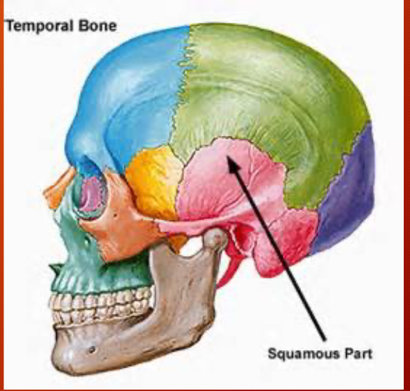 <p>Protects the temporal lobe of the brain</p>