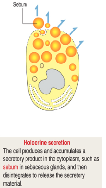 <p>What is holocrine secretion and what happens to the cell?</p>