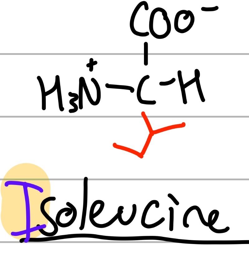 <p>CH(CH3)(CH2CH3);</p><p>I = only I</p><p>leuc = 4C, iso = split;</p><p>np, Hphobic, aliphatic</p>