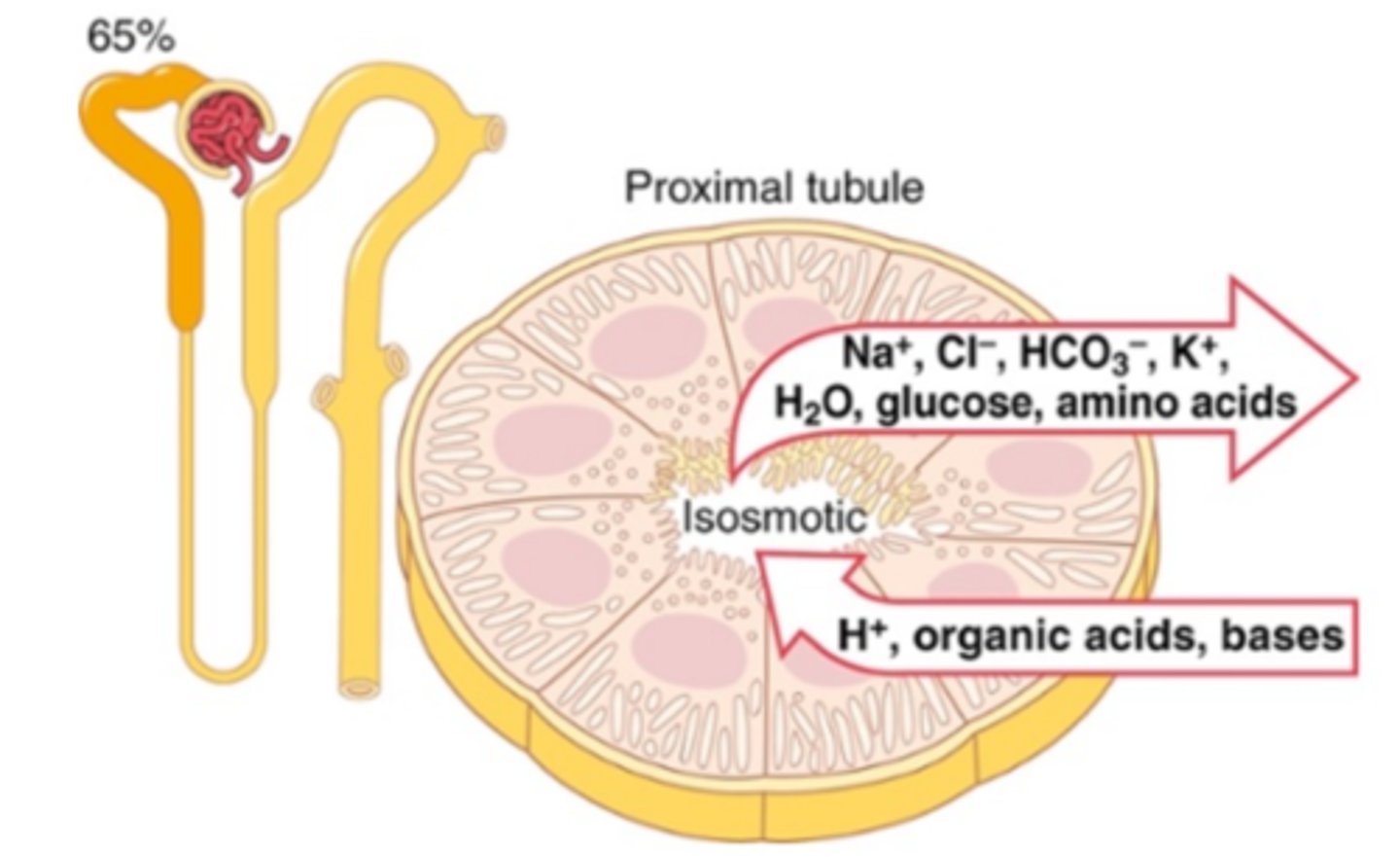 <p>Reabsorption of Water, potassium, chloride, and urea by passive transport</p><p>100% of the glucose, amino acids and protein and 66% of sodium reabsorbed by active transport</p><p>Secretion of H+, NH3, weak acids and bases</p>