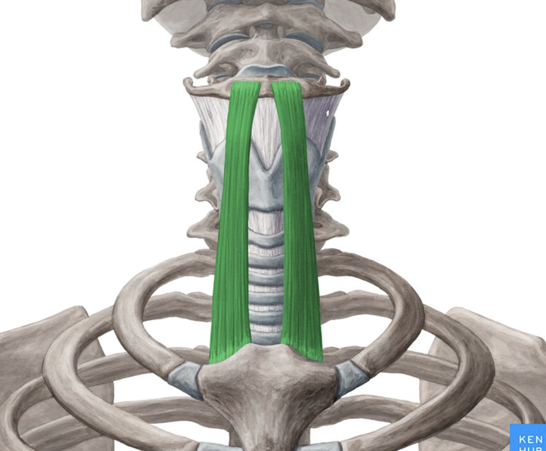 <p>origin : manubrium &amp; medial end clavicle insertion : lower hyoid</p>