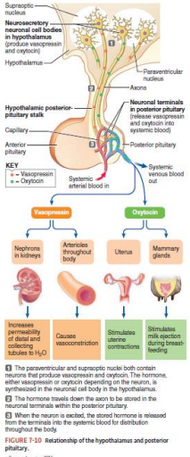 <p>Neurohypophysis</p><p>Neurohypophysis has cell bodies that originate in the hypothalamus</p><p></p><p>Secretes two neurohormones -<strong>ADH and oxytocin</strong></p><p></p><p>These neurohormones are placed in vesicles and transported and stored each terminal stores either vasopressin or oxytocin</p><p></p><p>Hormones conveyed along axons and released into neurohypophyseal capillary bed </p>