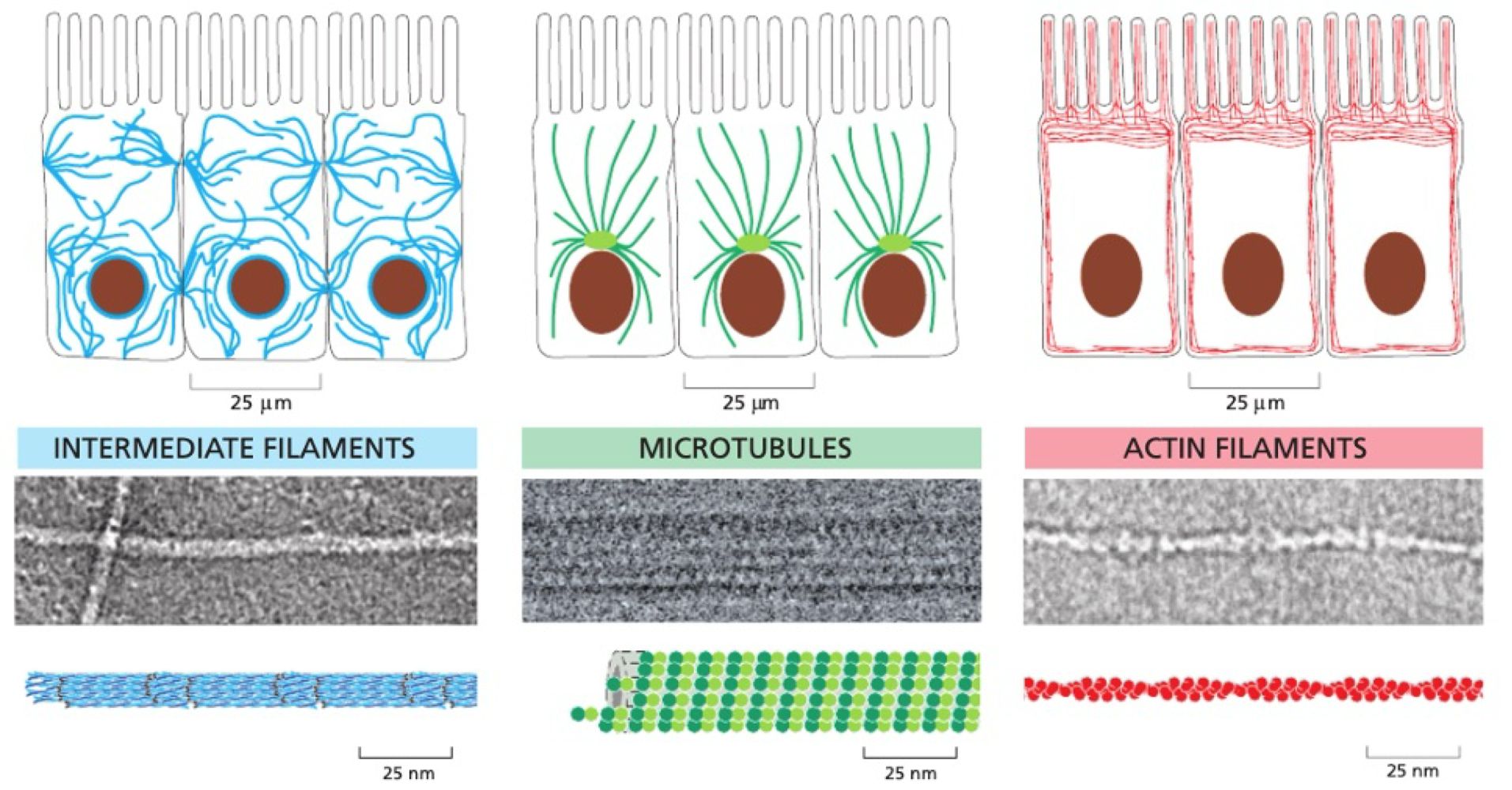 <p>intermediate filaments, microtubules + actin filaments</p><ul><li><p>dynamic</p></li><li><p>flexible</p></li></ul><p></p>