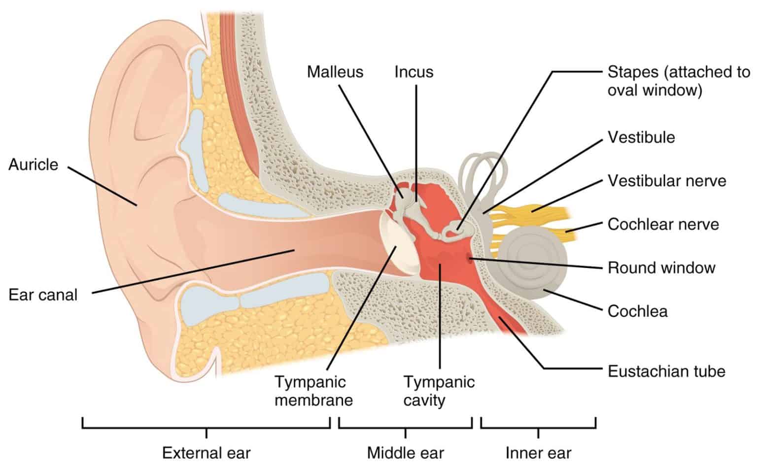 <p><span style="color: rgb(43, 49, 80)">The malleus, incus, and stapes are bones found in the _________.</span></p>