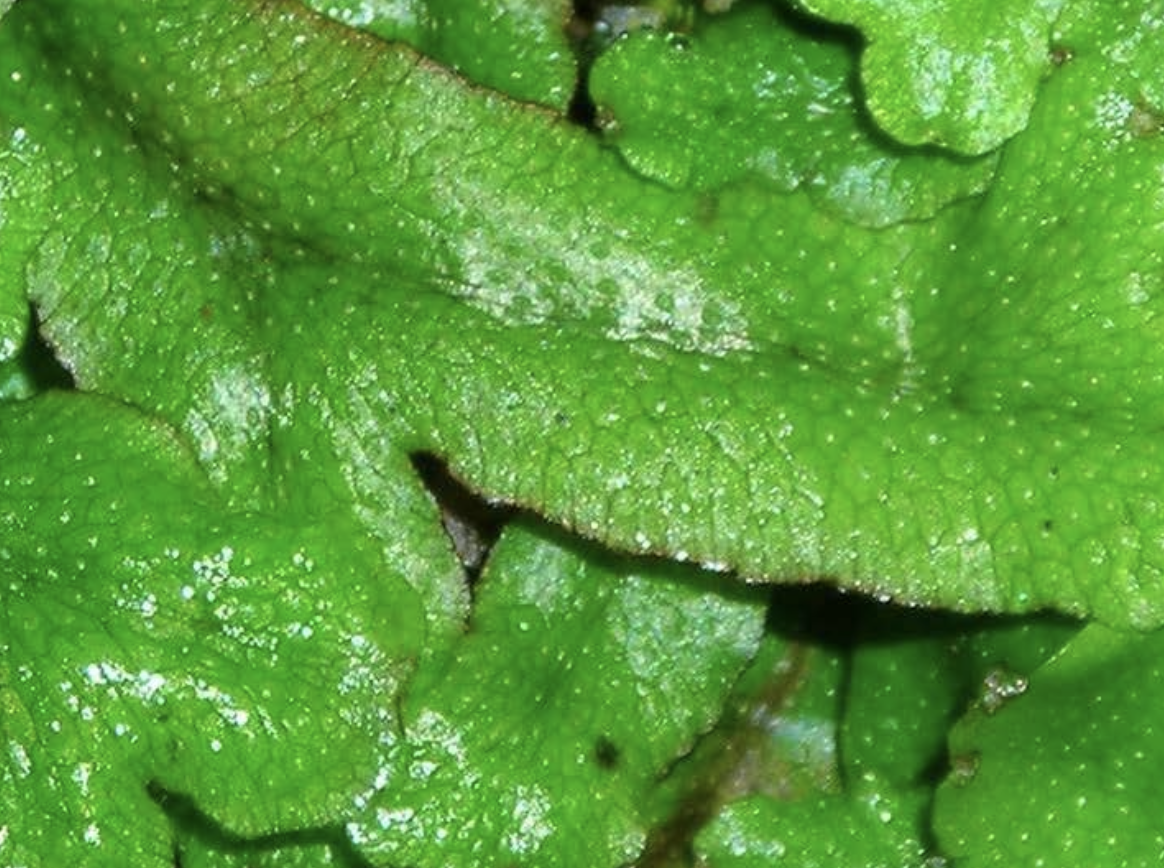 <p>Identificar el briófito</p>