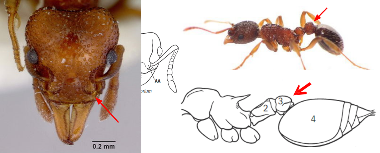<ul><li><p><strong><em>Postpetiole present, waist 2-segmented</em></strong></p></li><li><p><strong><em>Antennal sockets covered by frontal lobes</em></strong></p></li><li><p>Sting sometimes present</p></li><li><p>Apex of abdomen may also have fringe of hairs</p></li></ul><p></p>
