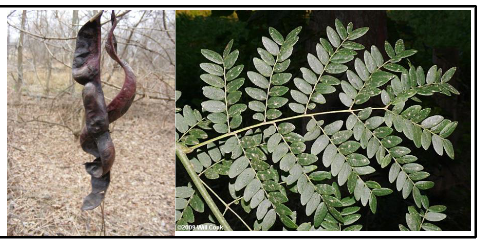 <p>Fabaceae</p><p>Gleditsia triacanthos</p>