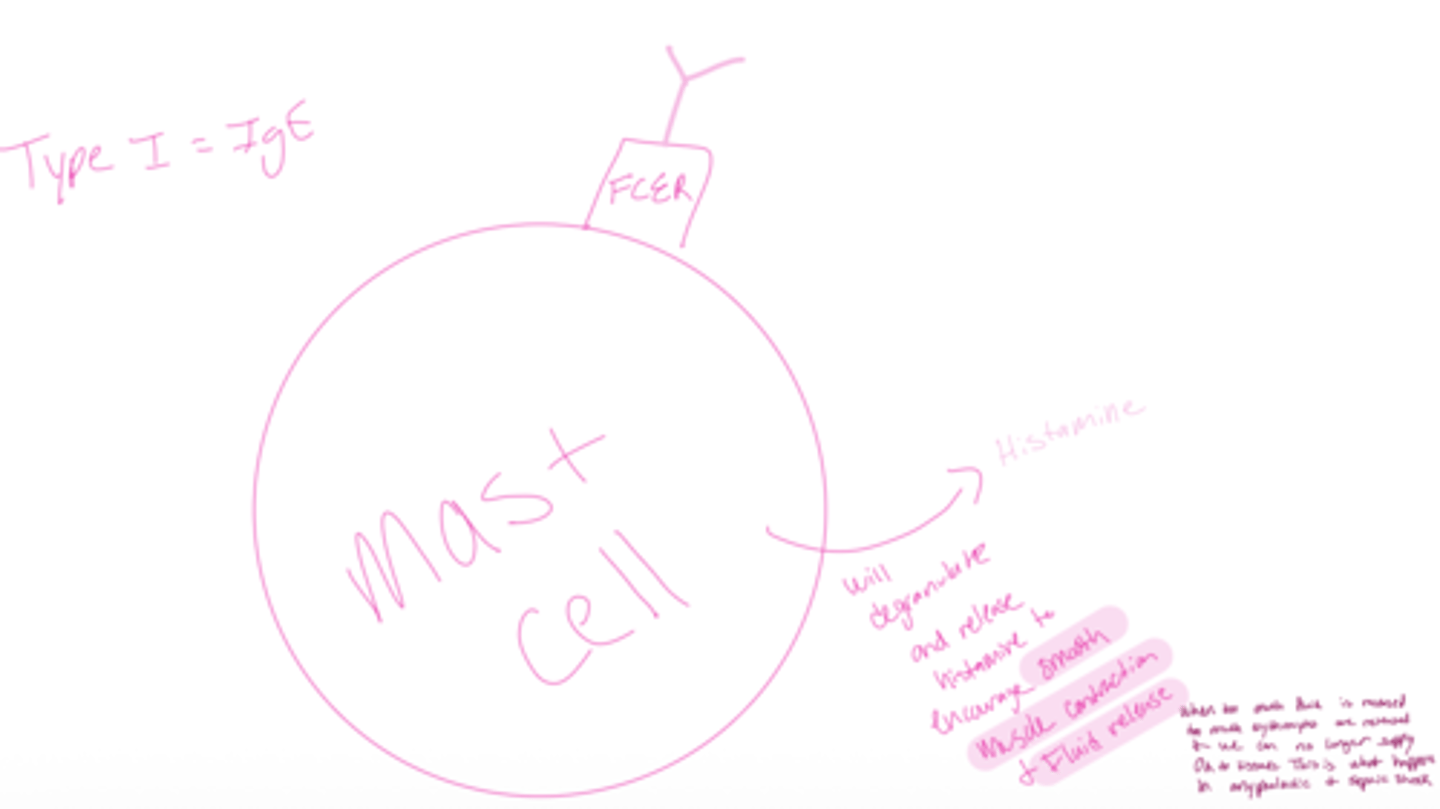 <p>see how the mast cell will degranulate and release histamin to encourage smooth muscle contaction and fluid release</p><p>when too much fluid is released and too much erythrocytes are released and we can no longer supply O2 to tissues. this is what happenes in anyphalatic and septic shock</p>