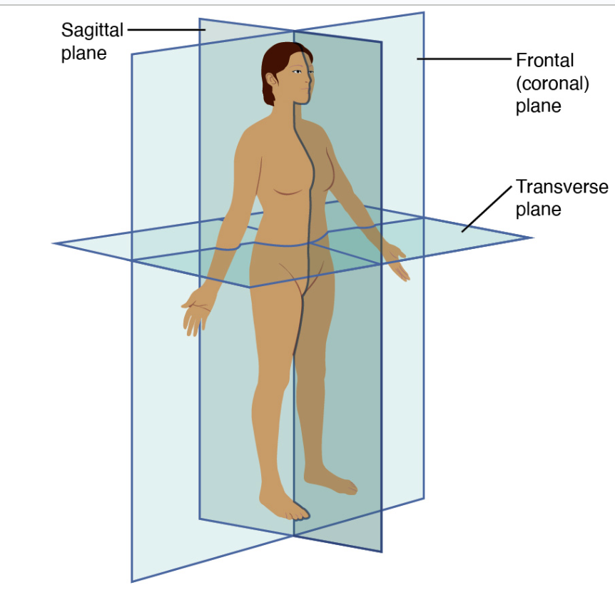 <p>Horizontal cuts — dividing the body into top and bottom</p>