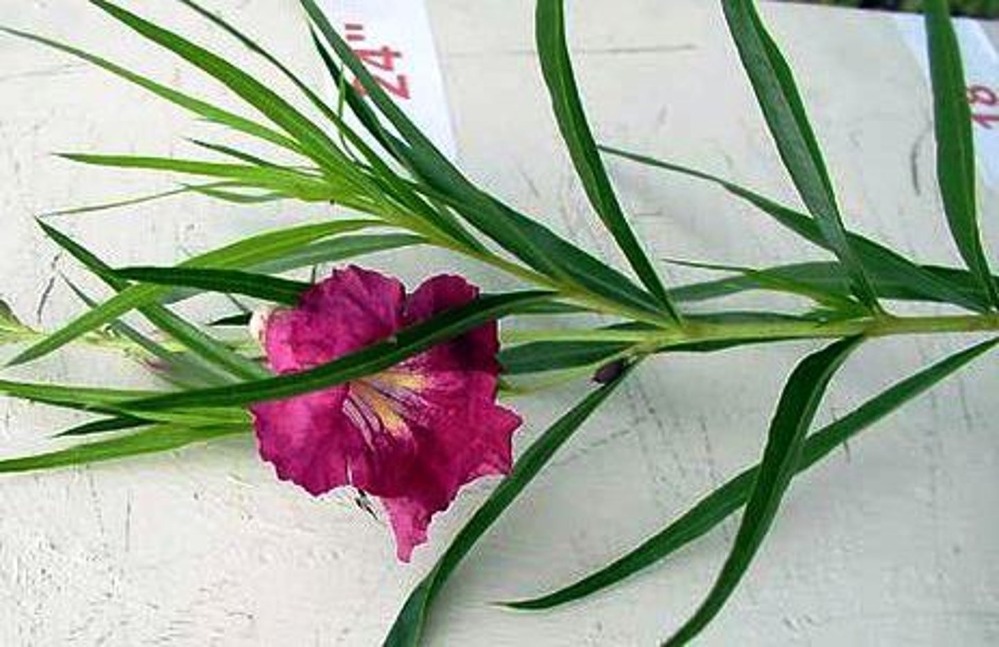 <p>Chilopsis linearis, Bignoniaceae</p>