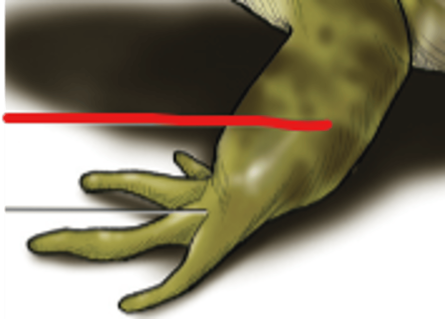 <p>Forearm segment for manipulation and locomotion — Region between elbow and wrist</p>