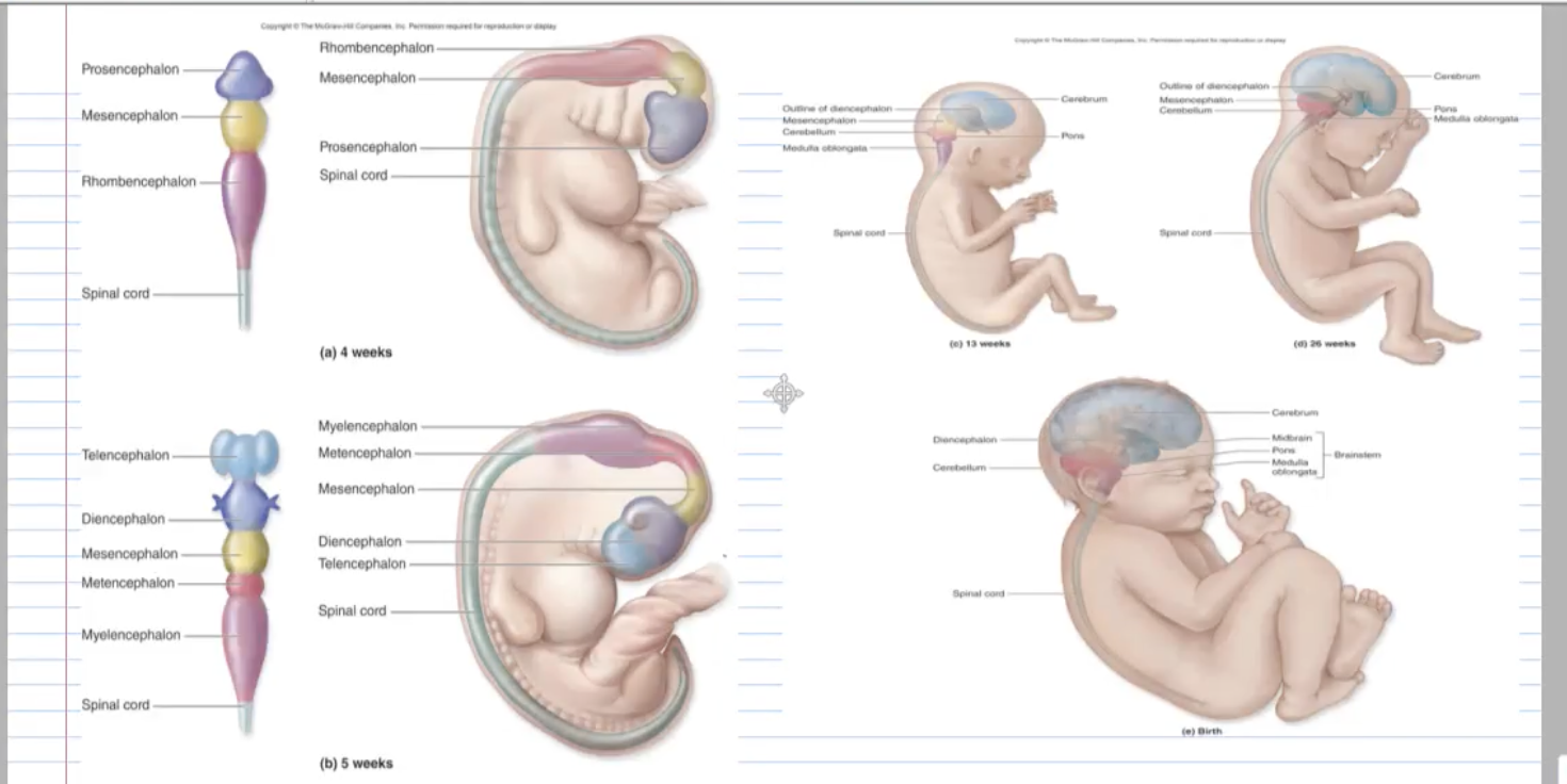 <p><span><strong><span>2. Embryonic Development of the Nervous System</span></strong></span></p>