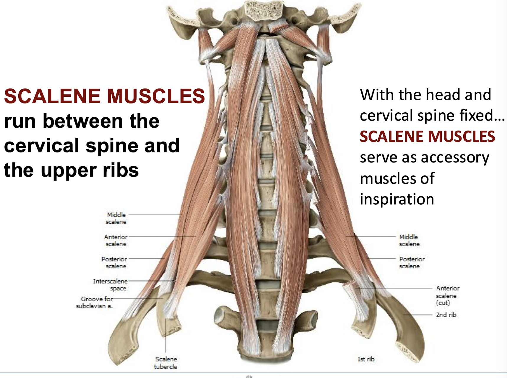 <p>run between cervical spine and upper ribs; <strong>serve as accessory muscles for breathing</strong>. also help to bend and rotate cervical spine. </p><p></p><p>contraction: <strong>elevates</strong> rib cage during <strong>inspiration</strong>.</p>