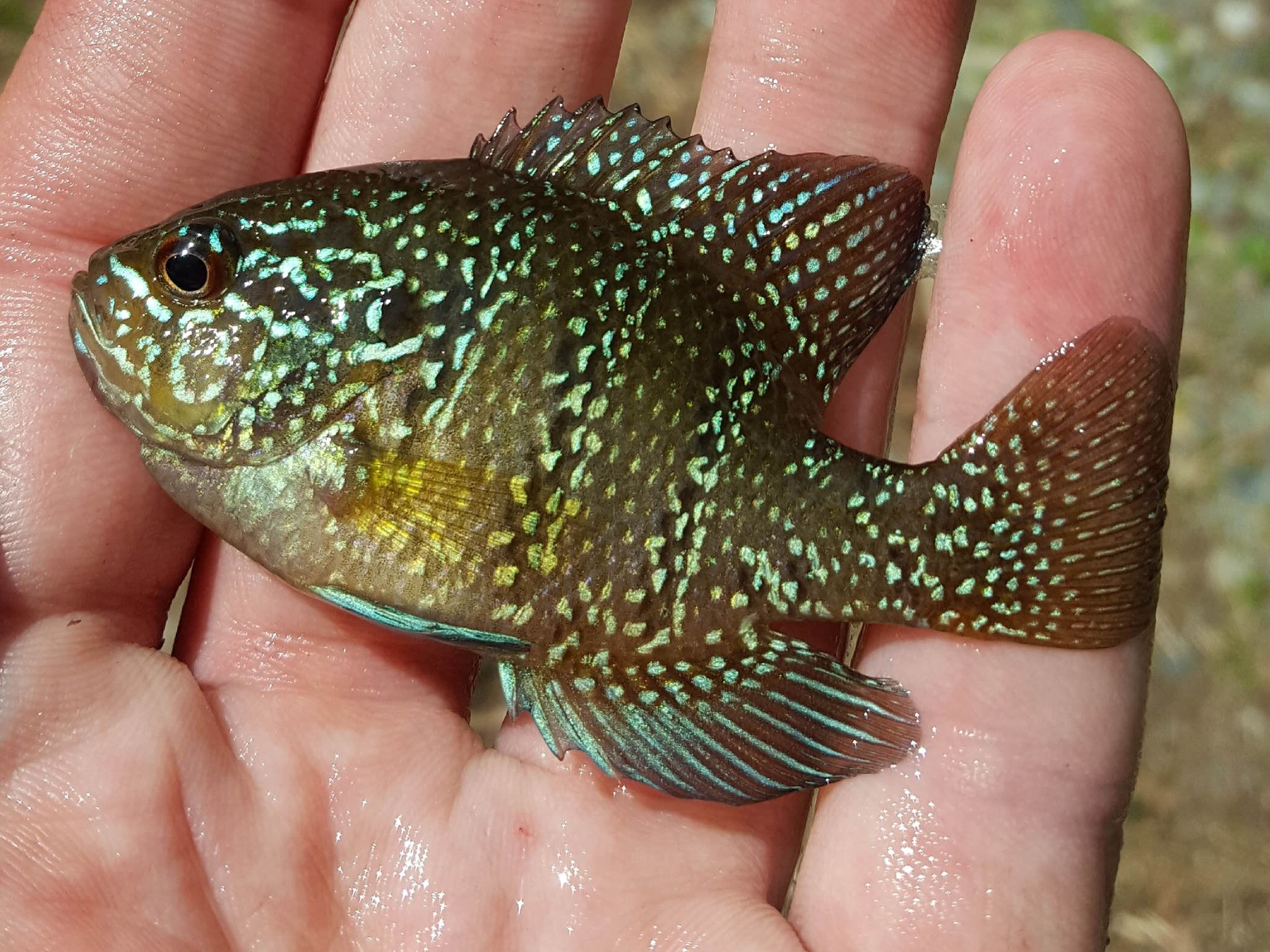 <p>Banded Sunfish</p>