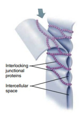 <p>Tight junctions are specialized connections between adjacent epithelial cells or endothelial cells that prevent the passage of materials between them, effectively sealing the spaces to maintain the integrity of the epithelial barrier. (Seal)</p>