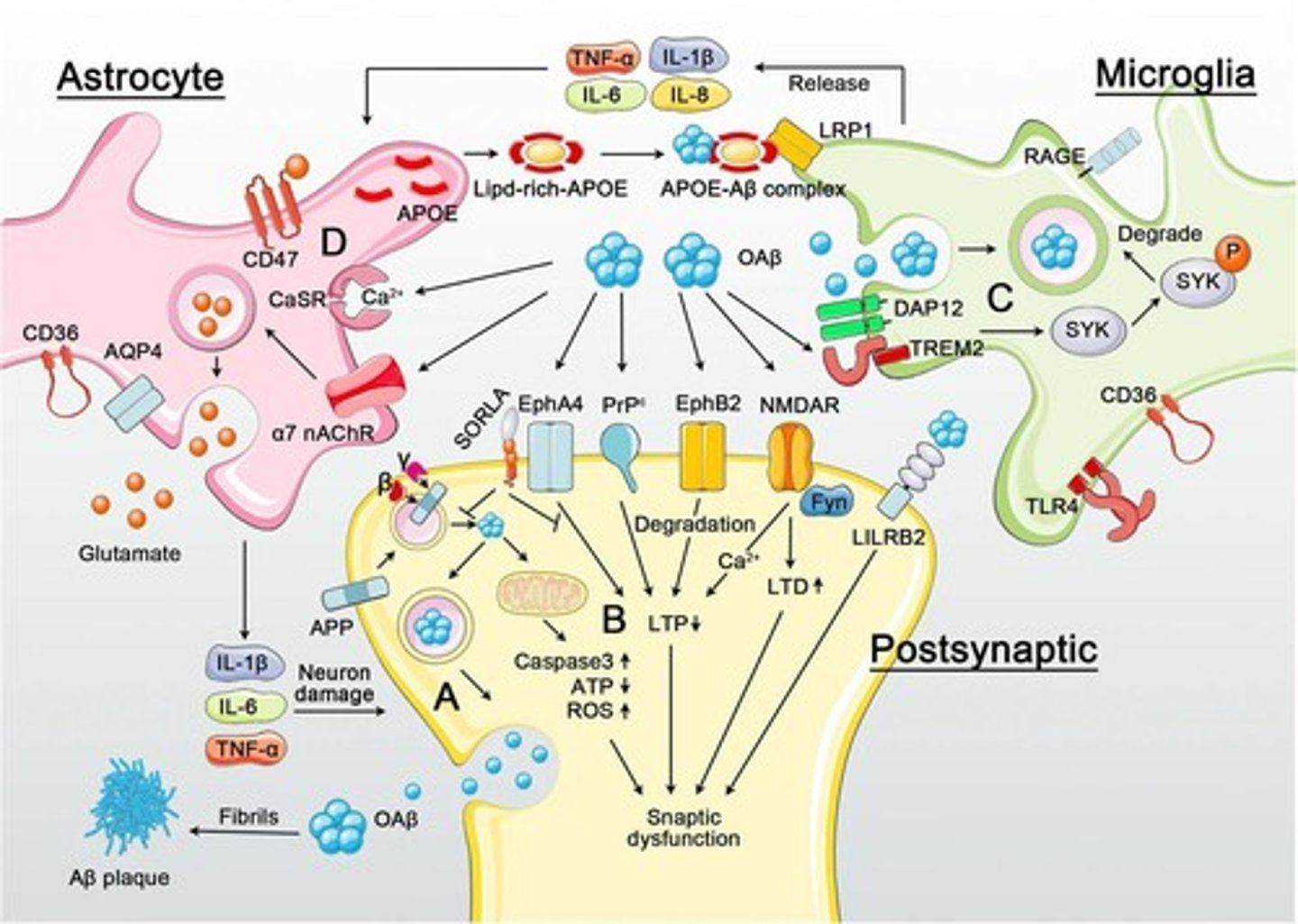 <p>Oligomeric Aβ can disrupt synaptic function through long-term potentiation (LTP) impairment and long-term depression (LTD) enhancement.</p>