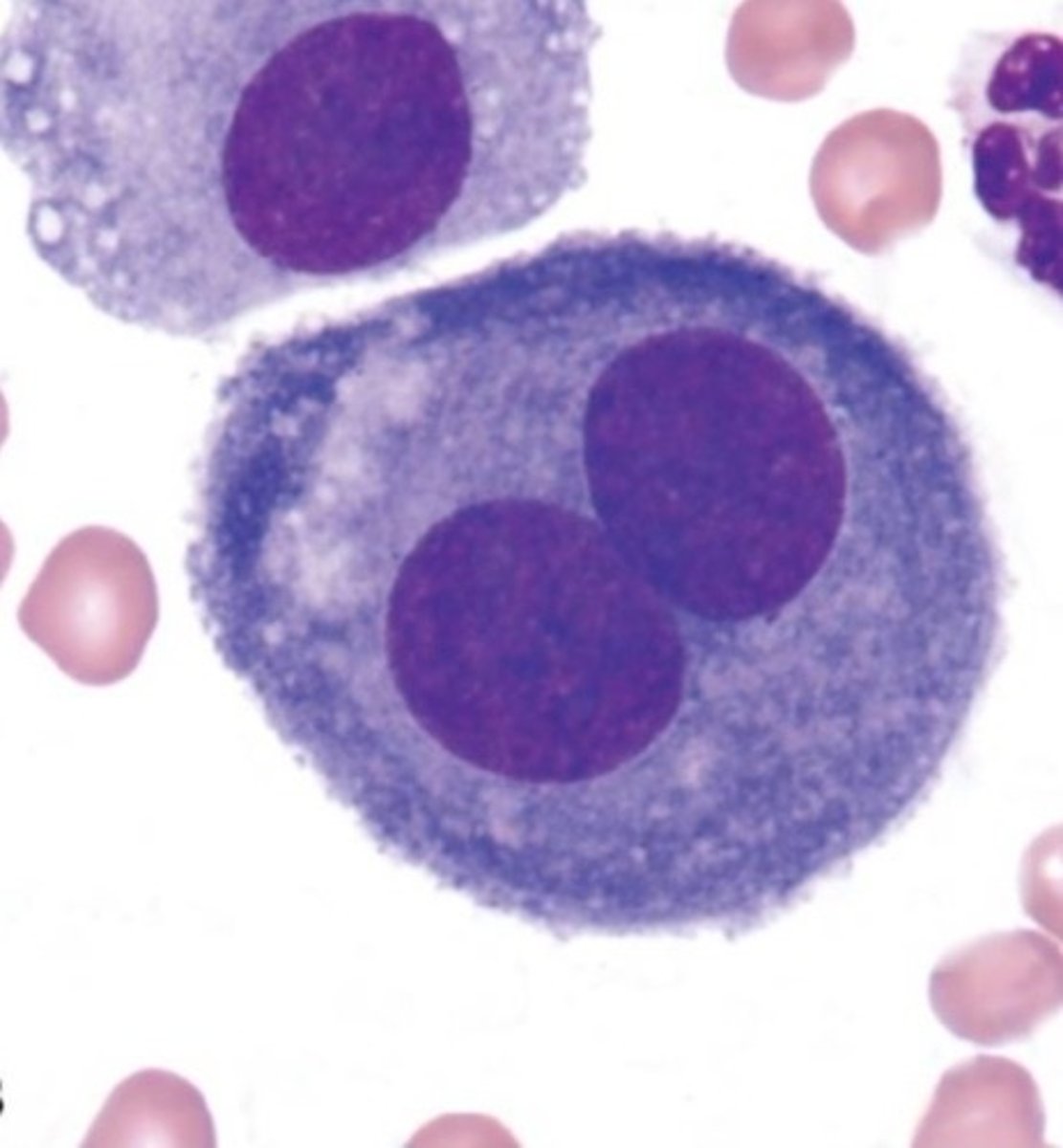 knowt flashcard image
