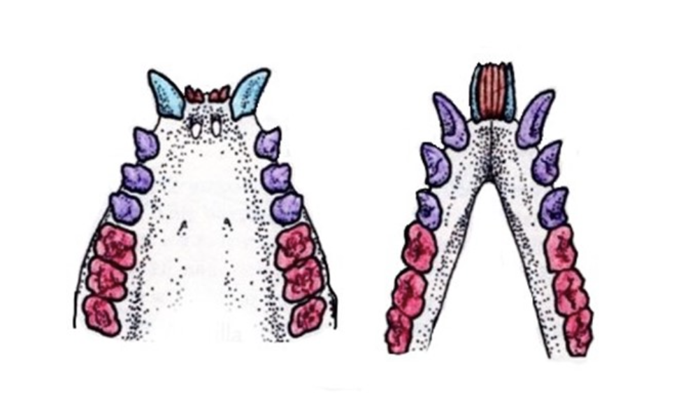 <p>Tooth Morphology/Diet</p>