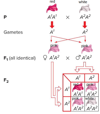 <p>F1 generation - all progeny resemble neither of the parental strains.<br>F2 generation - </p><p>genotypic ratio: ¼ X<sup>1</sup>X<sup>1</sup>, ½ X<sup>1</sup>X<sup>2</sup>, ¼ X<sup>2</sup>X<sup>2</sup><br>phenotypic ratio: 1:2:1</p>