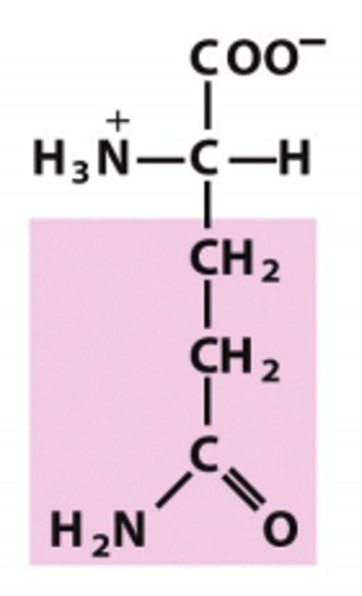 <p>Which amino acid is this?</p>