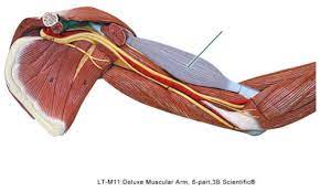 Origin: scapula

Insertion: radial tuberosity

Action: flexes arm at the shoulder and elbow, supination of forearm