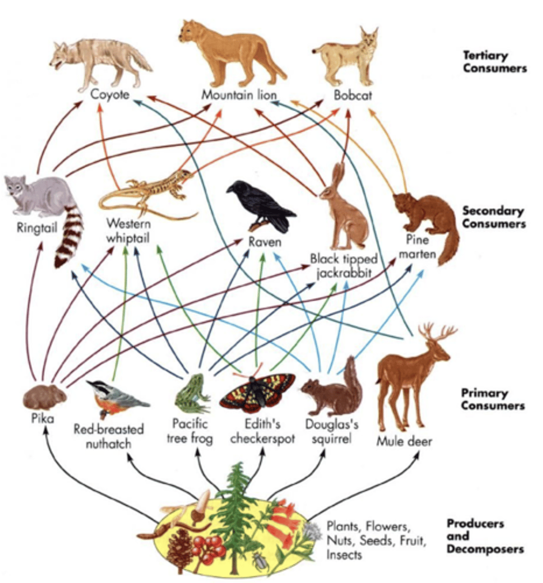 <p>a complex model showing all the feeding relationships in an ecosystem</p>