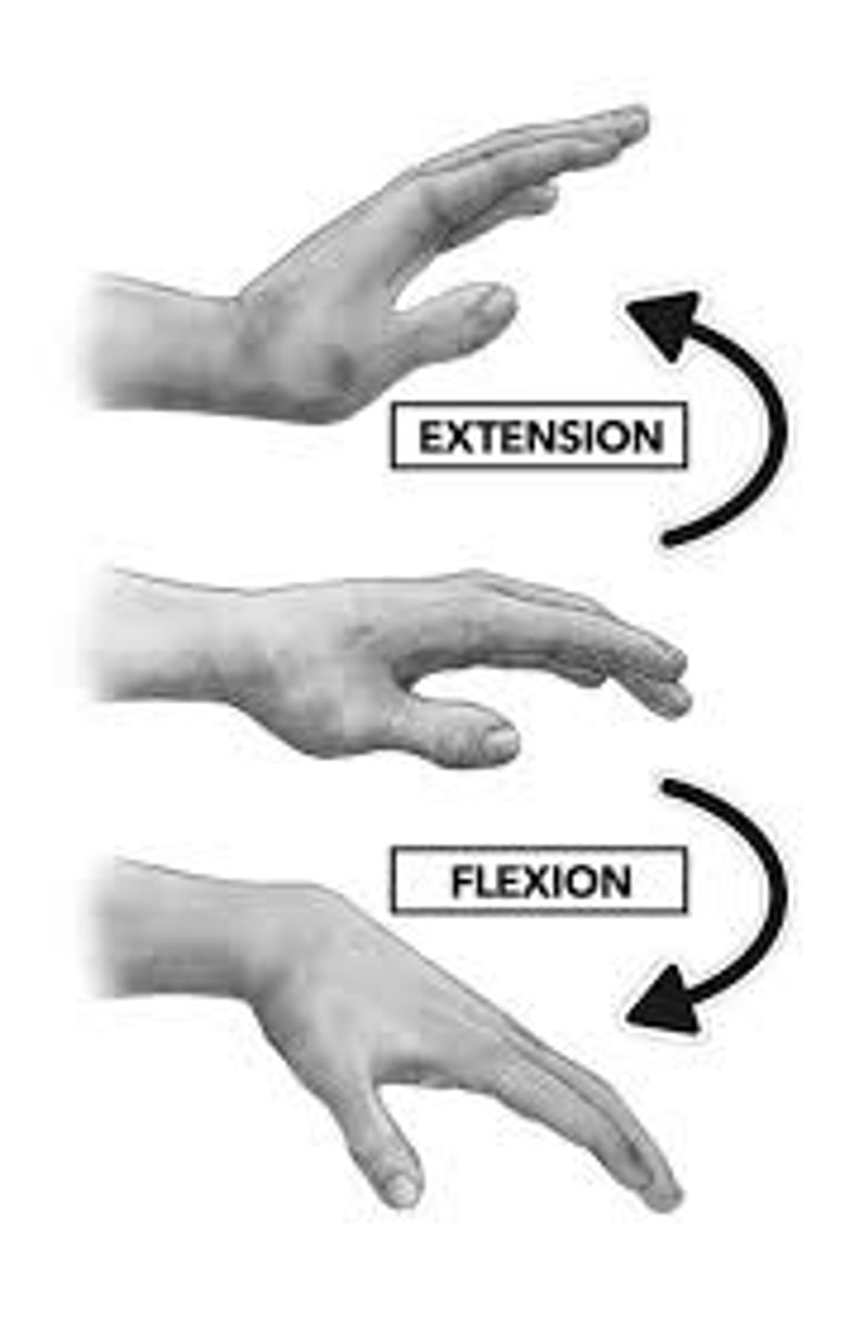 <p>Flexion &amp; Extension</p>