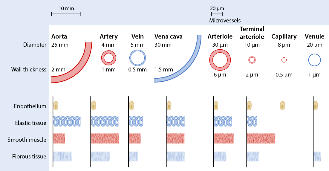 <p><strong>large arteries</strong>: carry oxygenated blood away from the heart to various parts of the body</p><ul><li><p>thick, elastic walls</p></li><li><p>muscular for pressure regulation</p></li><li><p>ex: aorta, pulmonary arteries</p></li></ul><p><strong>mid-sized arteries</strong>: distribute blood to specific regions and organs</p><ul><li><p>muscular walls, less elastic</p></li><li><p>connect arteries to arterioles</p></li></ul><p><strong>arterioles</strong>: regulate blood flow into capillaries</p><ul><li><p>smaller, muscular vessels</p></li><li><p>control blood flow via smooth muscle contraction</p></li><li><p>connect arteries to capillaries</p></li></ul><p><strong>capillaries</strong>: facilitate exchange of gases and nutrients with tissues</p><ul><li><p>single-cell layer walls for easy diffusion</p></li><li><p>small diameter, extensive network</p></li><li><p>connect arterioles to venules</p></li><li><p><strong>smallest blood vessel</strong></p></li><li><p><strong>do NOT contain smooth muscle</strong></p></li></ul><p><strong>venules</strong>: connect blood from capillaries</p><ul><li><p>smaller than veins</p></li><li><p>merge to form larger veins</p></li></ul><p><strong>mid-sized veins</strong>: collect blood from venules, transport toward heart</p><ul><li><p>thinner walls compared to arteries</p></li></ul><p><strong>large veins</strong>: carry deoxygenated blood back to the heart</p><ul><li><p>thinner walls than arteries</p></li><li><p>ex: superior and inferior vena cava</p></li></ul>