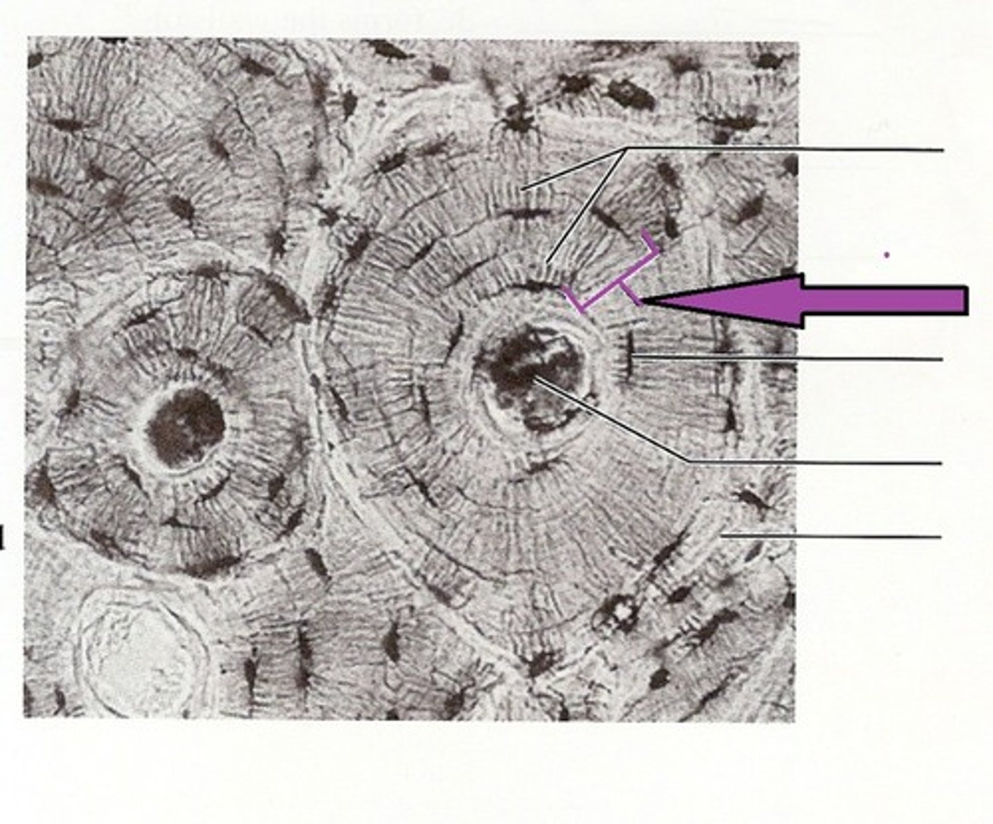 <p>-in haversian system of compact bone</p><p>-weight bearing, column-like matrix tubes</p>