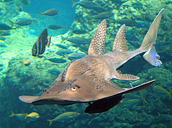 <p><strong>Guitarfish</strong> caudal fin type</p>