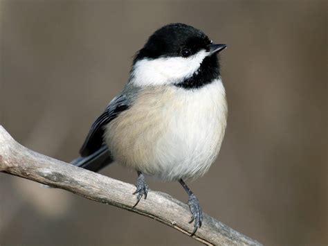 Black cap and throat, yellow underside. Males and females similar.
