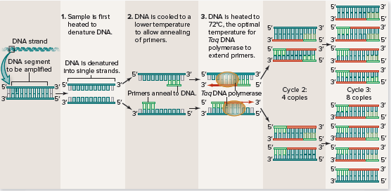 The polymerase chain reaction.