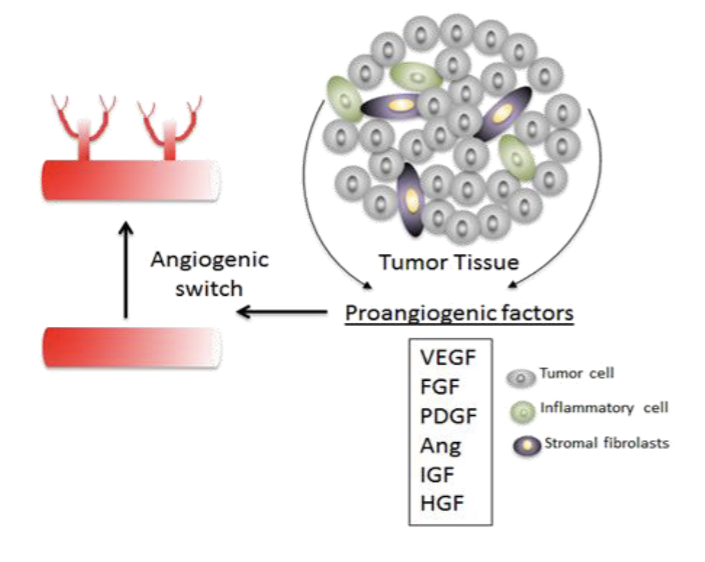 <p>Induce angiogenesis to increase blood supply to cancer</p><ul><li><p>Angiogenesis = process of sprouting new blood vessel from existing vessel</p></li><li><p>Cancer turn on proaniogenic factor to secure blood supply, but new vessel are fragile and prone to bleeding which can help cancer spread</p></li></ul><p></p>