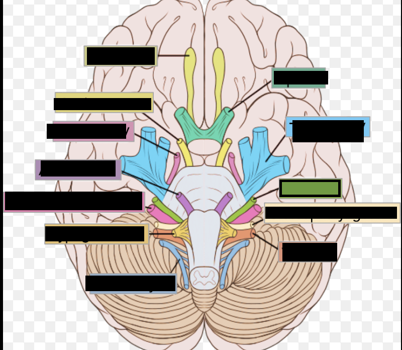 <p>VII. Nerve that helps with lip seal, cheeks, sucking, and facial expression</p>